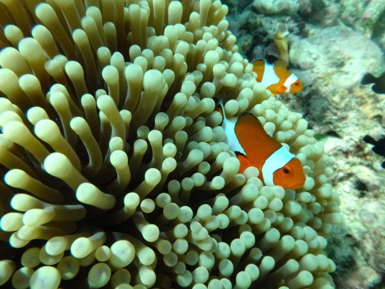 1399520_10153071677955752_8781081249575121113_o