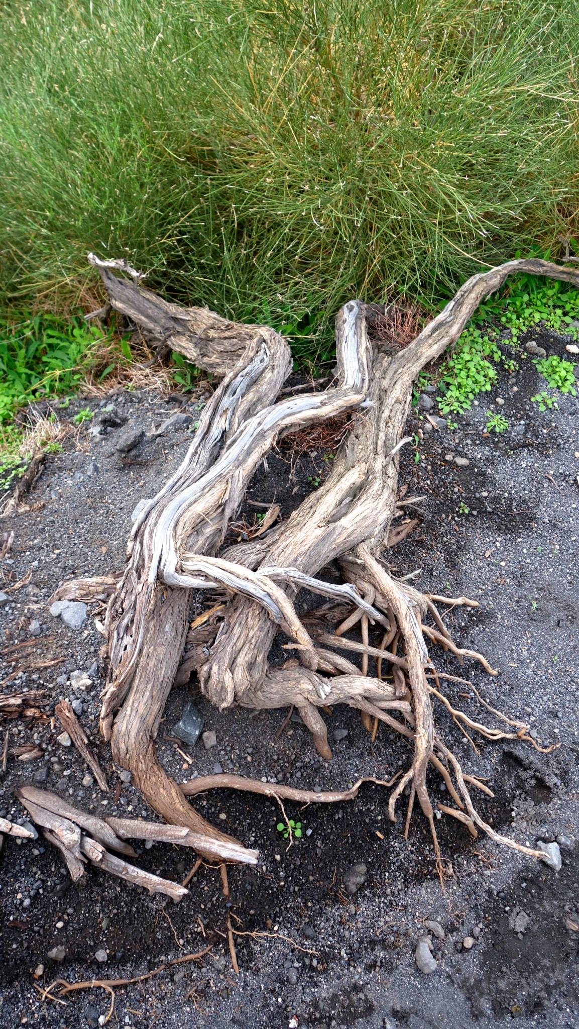 10856574_10153633511975752_7393832317702097848_o(1)