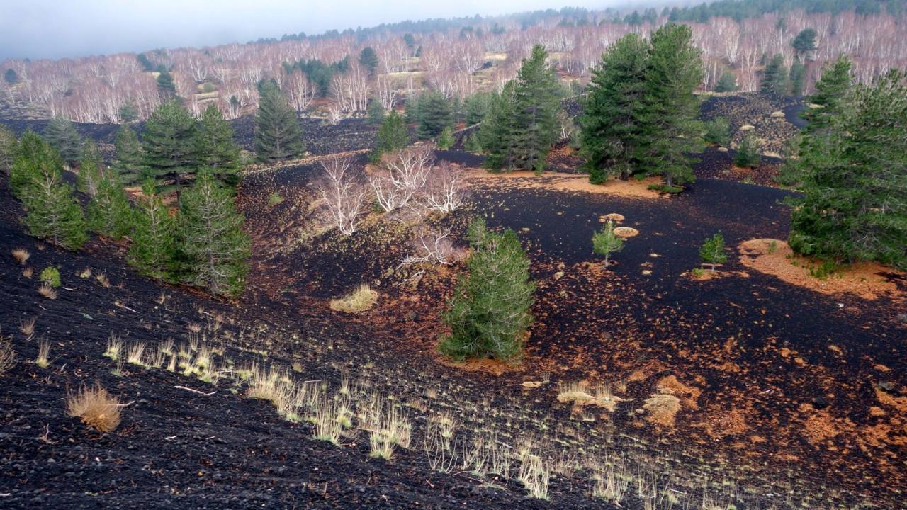 10869778_10153633508325752_1734043813797151762_o(1)