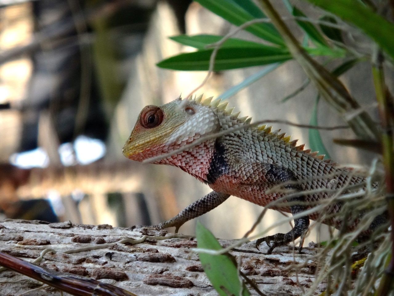 11121222_10153954004395752_4481257338804012136_o