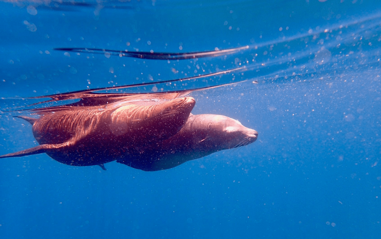 La Baja Sur, de La Paz à Cabo Pulmo… 4 mois à la Baja California (Mexique) 2019