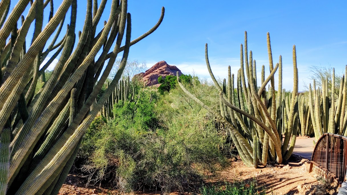 Un mois en Arizona… et l’arrivée de mon 5e petit-fils! (2026)